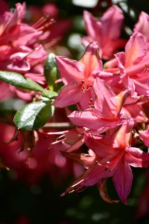 הנגלו Bed And Breakfast Villa Beldershoek מראה חיצוני תמונה